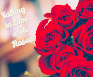 falling in love with roses